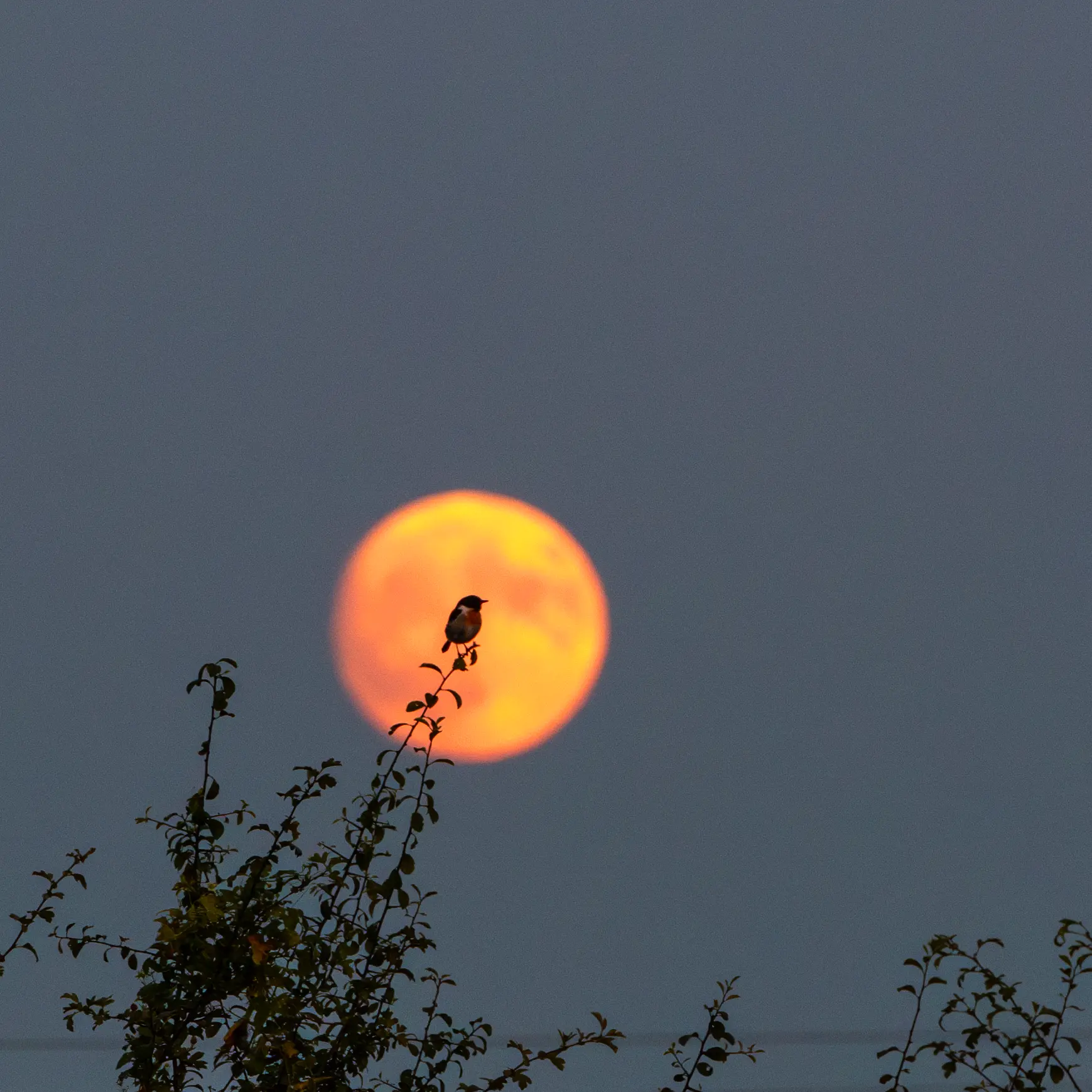 Un oiseau se détache sur la pleine lune en Corrèze photographe d'art